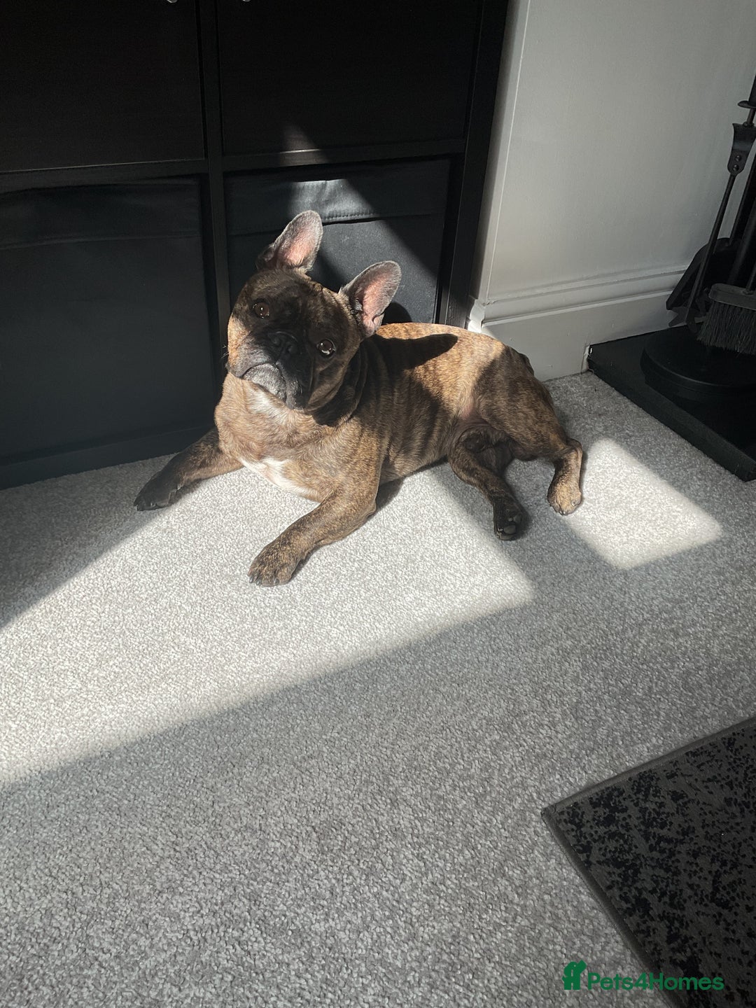 French Bulldog dogs for sale: Hugo 6yo frenchie - Image 2