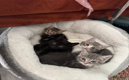 British Shorthair cats for sale: Kittens for sale  - Image 2