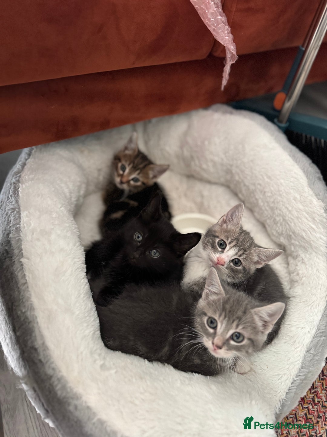 British Shorthair cats for sale: Kittens for sale  - Image 2