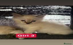Ragdoll cats for sale: *stunning* litter of 7 ragdoll kittens  - Image 18