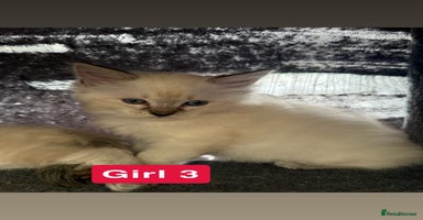 Ragdoll cats - Advert 10