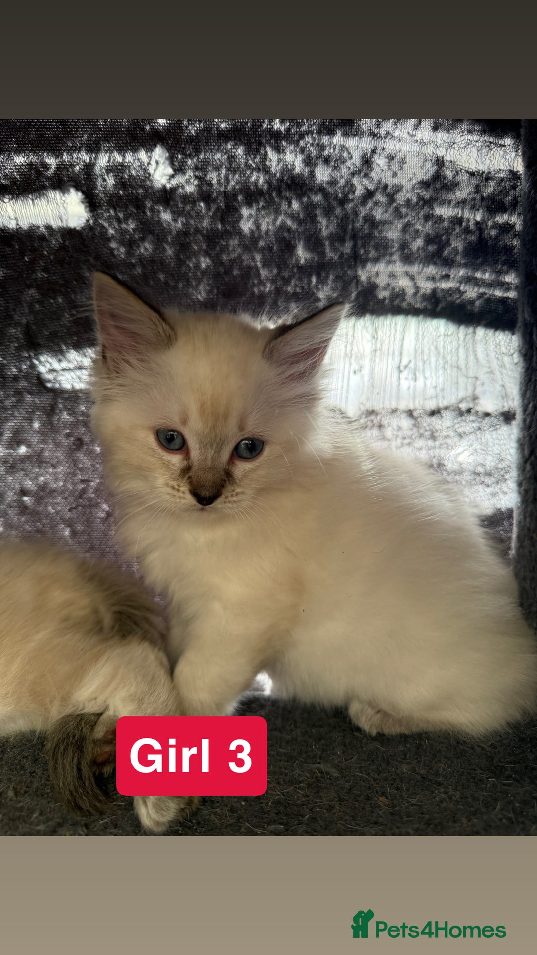 Ragdoll cats for sale: *stunning* litter of 7 ragdoll kittens  - Image 18