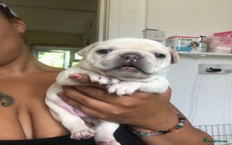 French Bulldog dogs for sale: French bulldog puppies in Manchester - Image 10