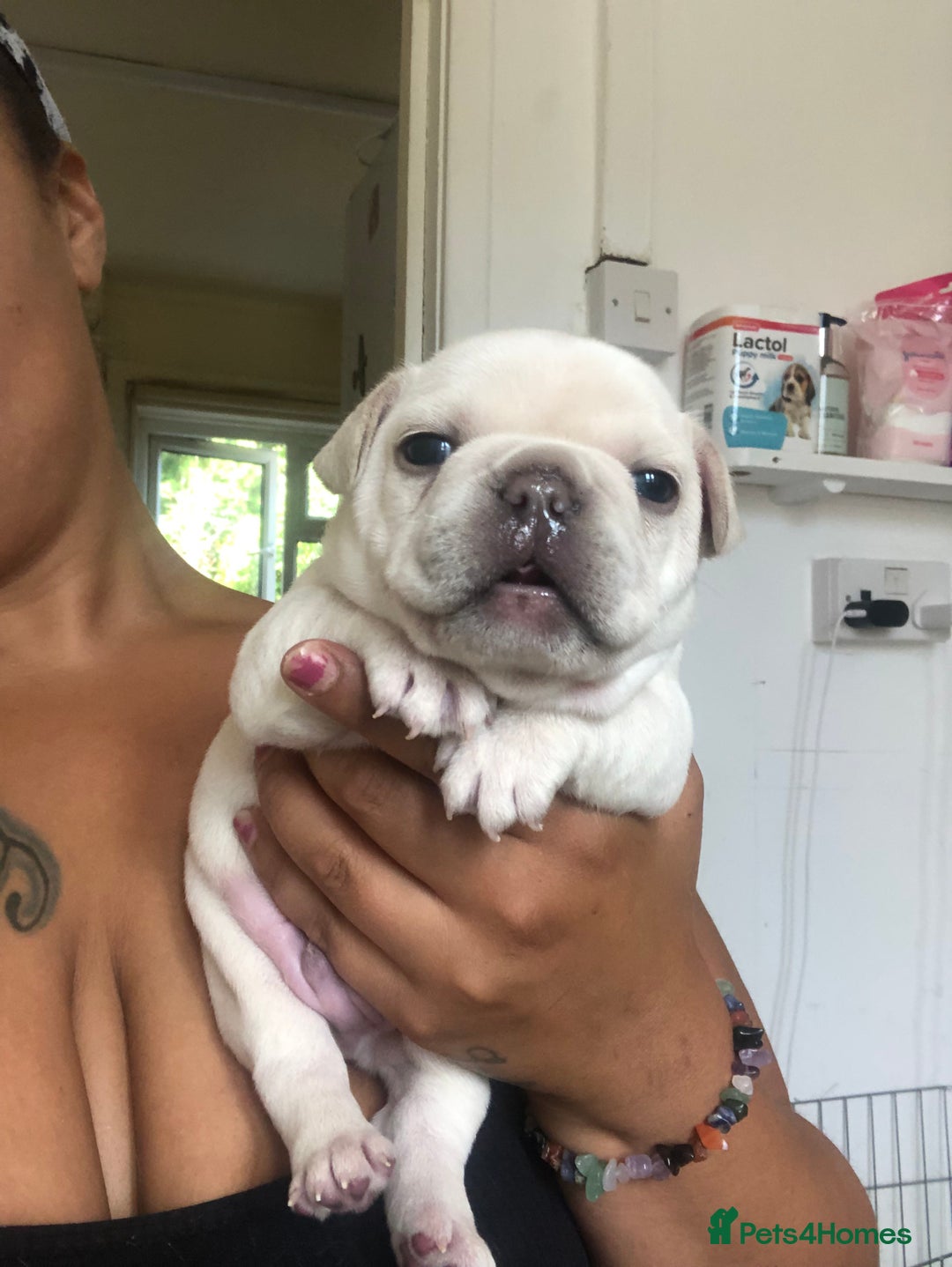 French Bulldog dogs for sale: French bulldog puppies in Manchester - Image 10