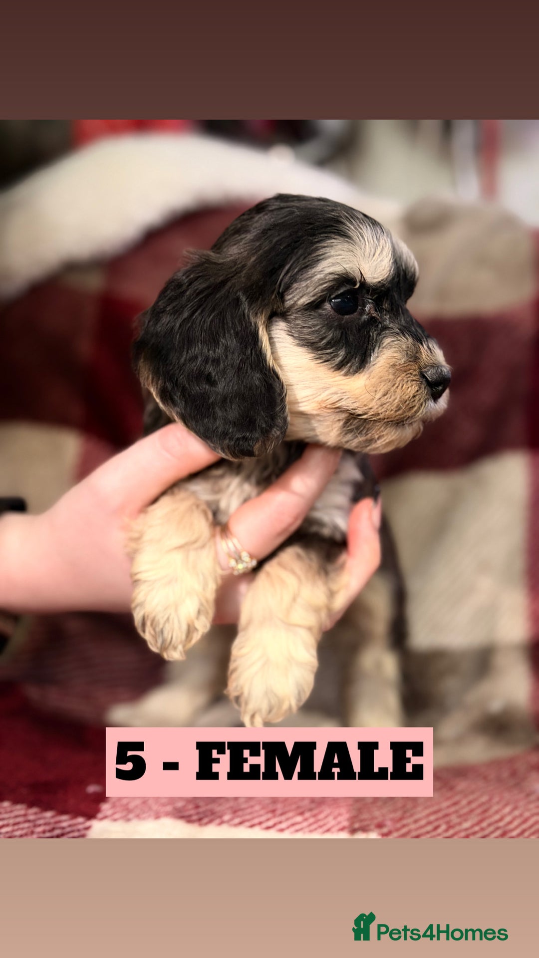 Cockapoo dogs for sale: BEAUTIFUL F2 COCKAPOO PUPPIES - 4 BOYS AND 4 GIRLS - Advert 17