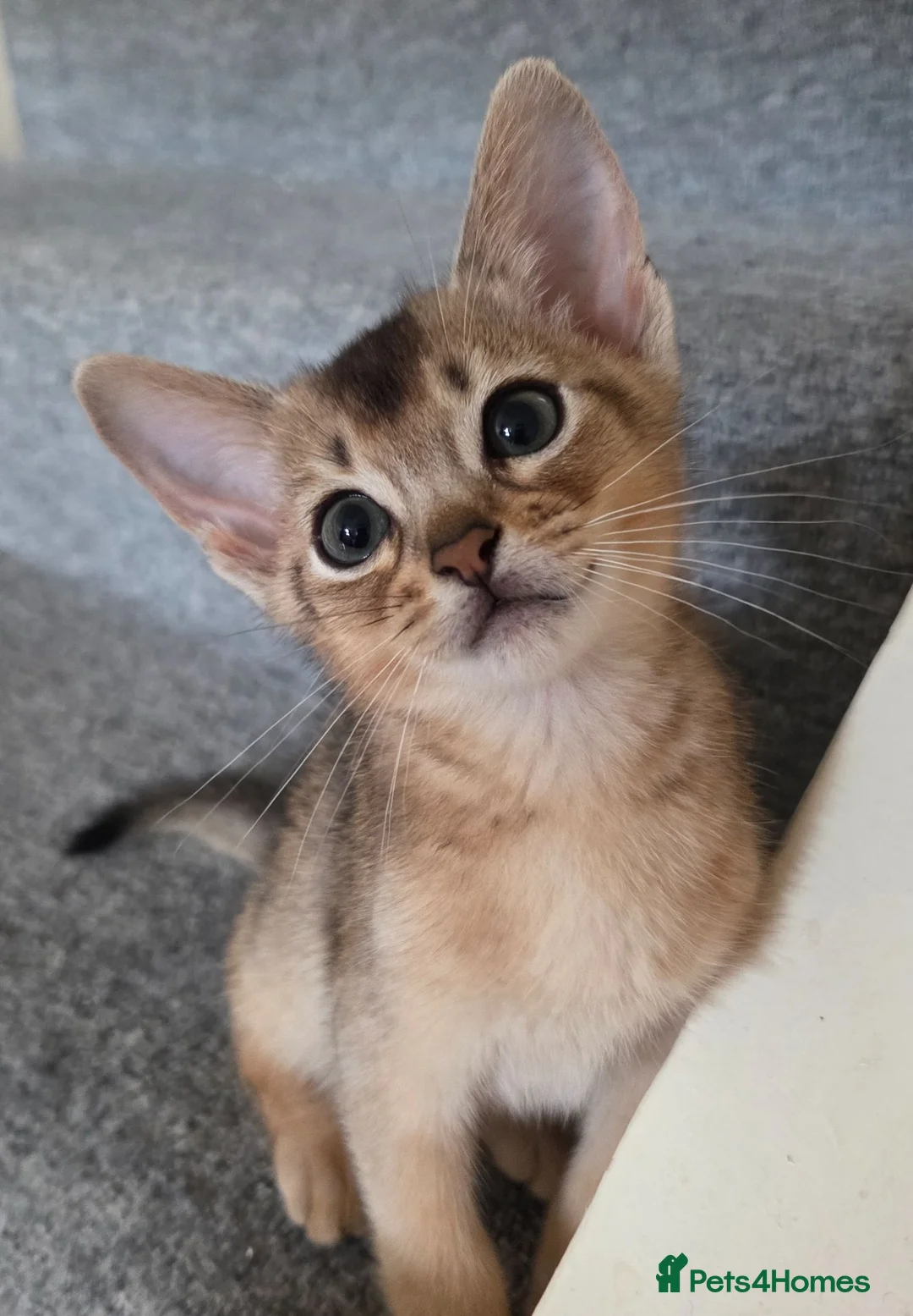 Abyssinian cats for sale: 💥Last TICA Registered Kitten Available💥! ❤️ - Advert 2
