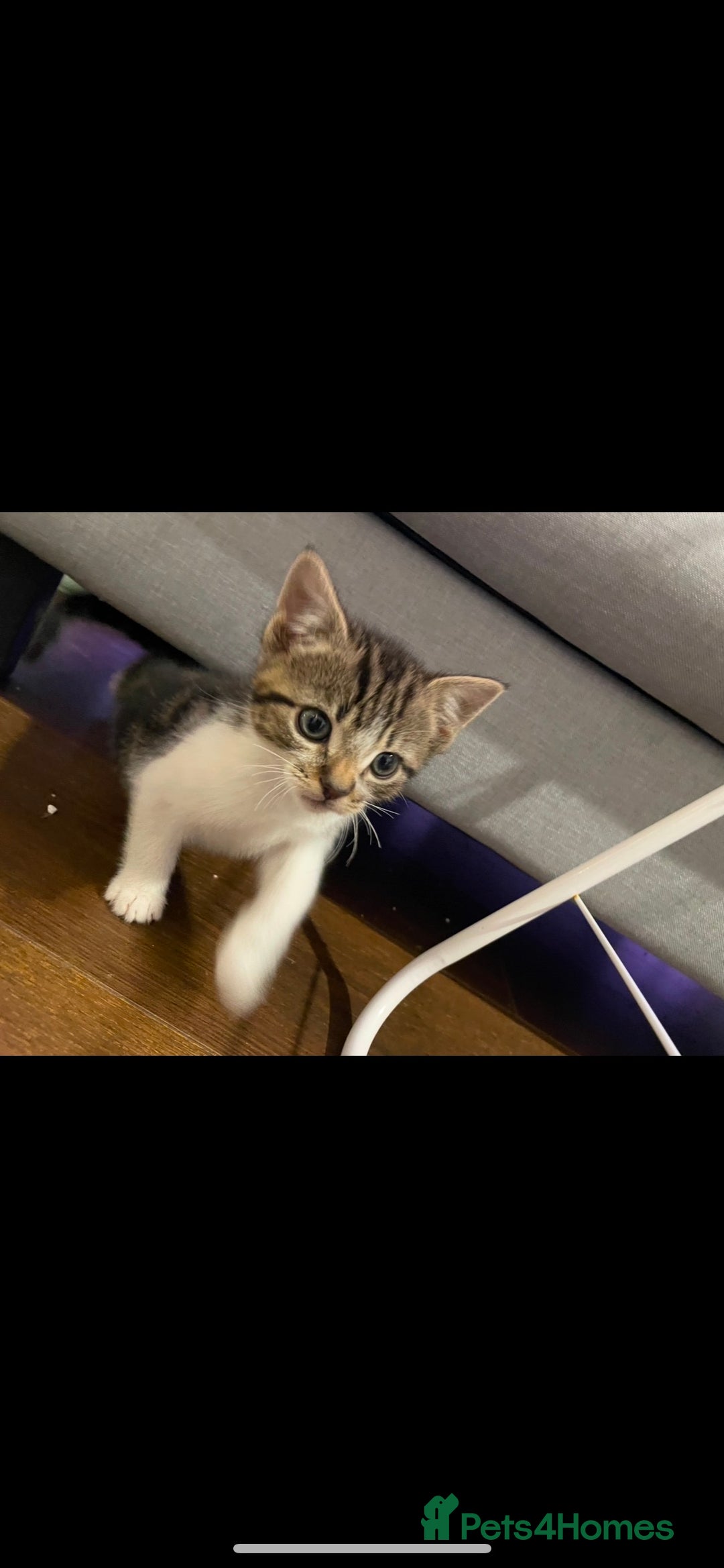 Mixed Breed cats for sale: 4 lovely male kittens - Advert 9