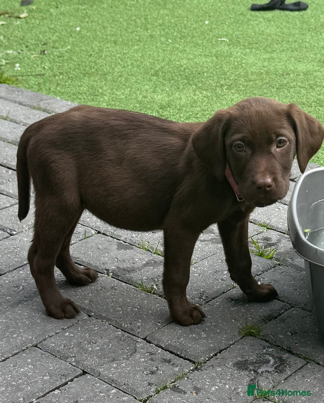 Labrador Retriever dogs for sale: Chunky chocolate 🍫 lab puppy’s girls only  - Image 13