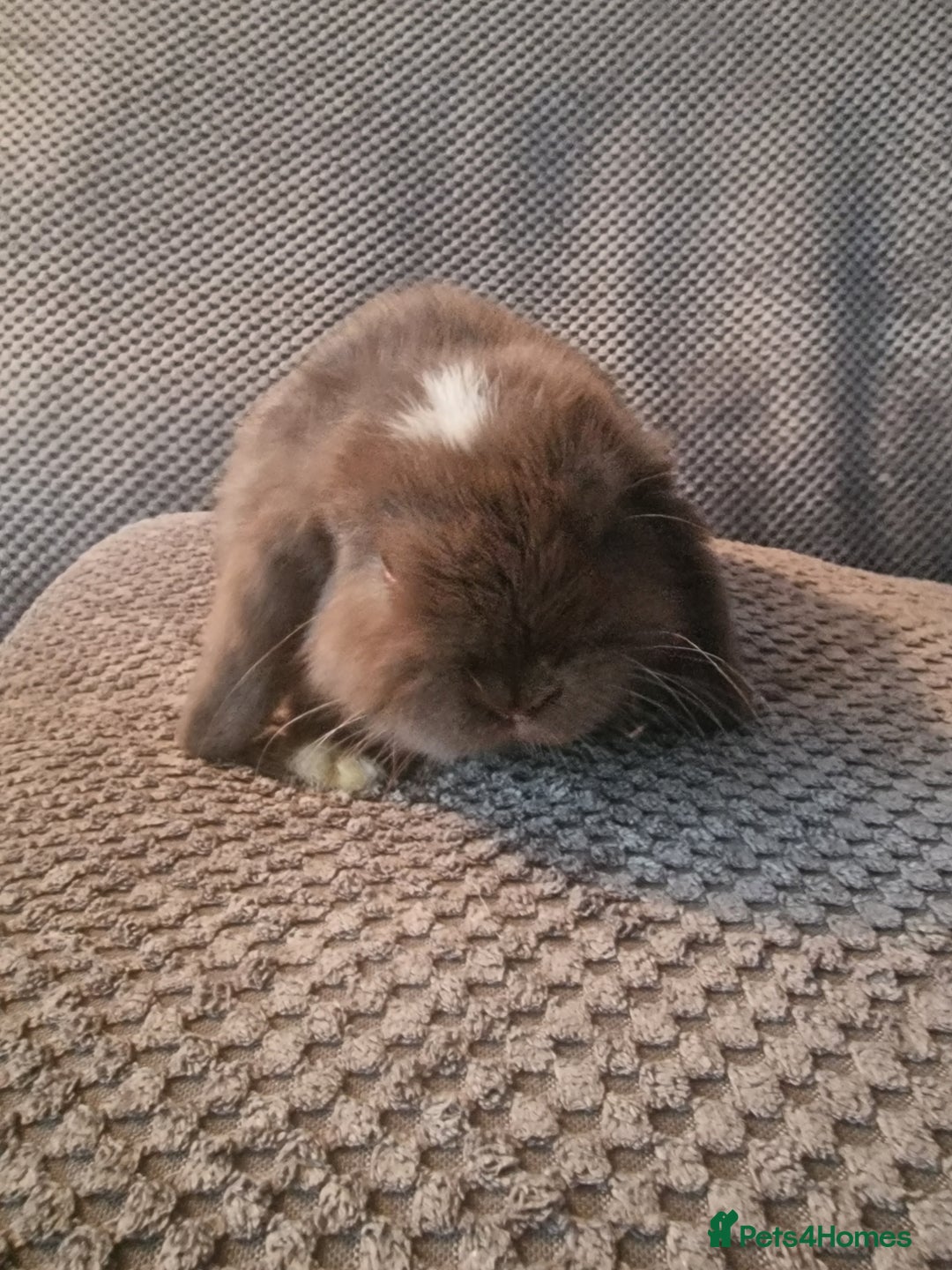 Mini Lop rabbits for sale: Baby mini lop bunnies 🐰  - Advert 5