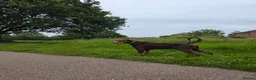 Dobermann dogs for sale: Loving Dog needs a new home - Advert 3