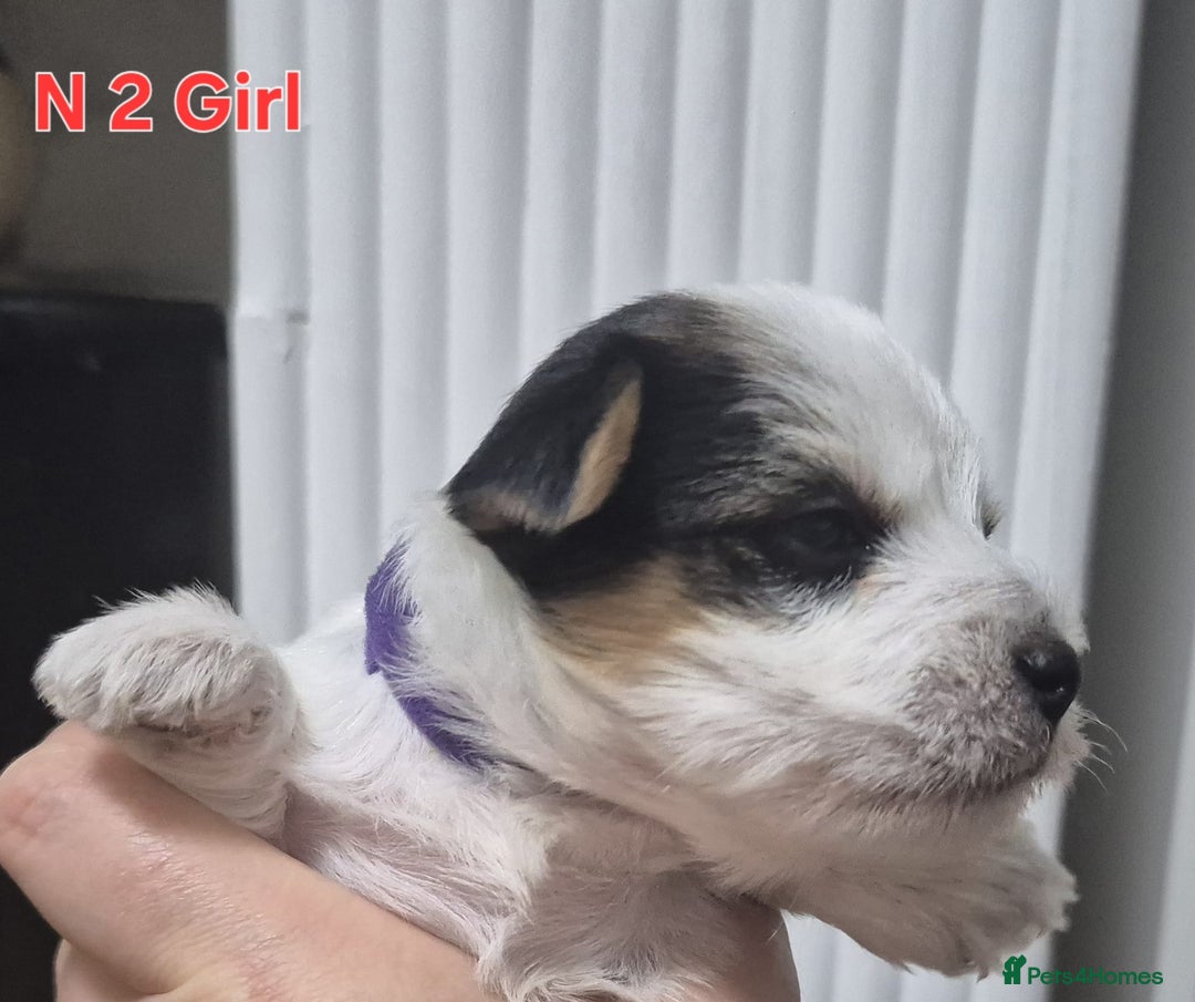 Biewer Terrier dogs for sale: Yorkshire Biewier terrier  - Advert 6