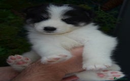 Mixed Breed dogs for sale: Siberian Husky cross Samoyed / Samusky - Image 10