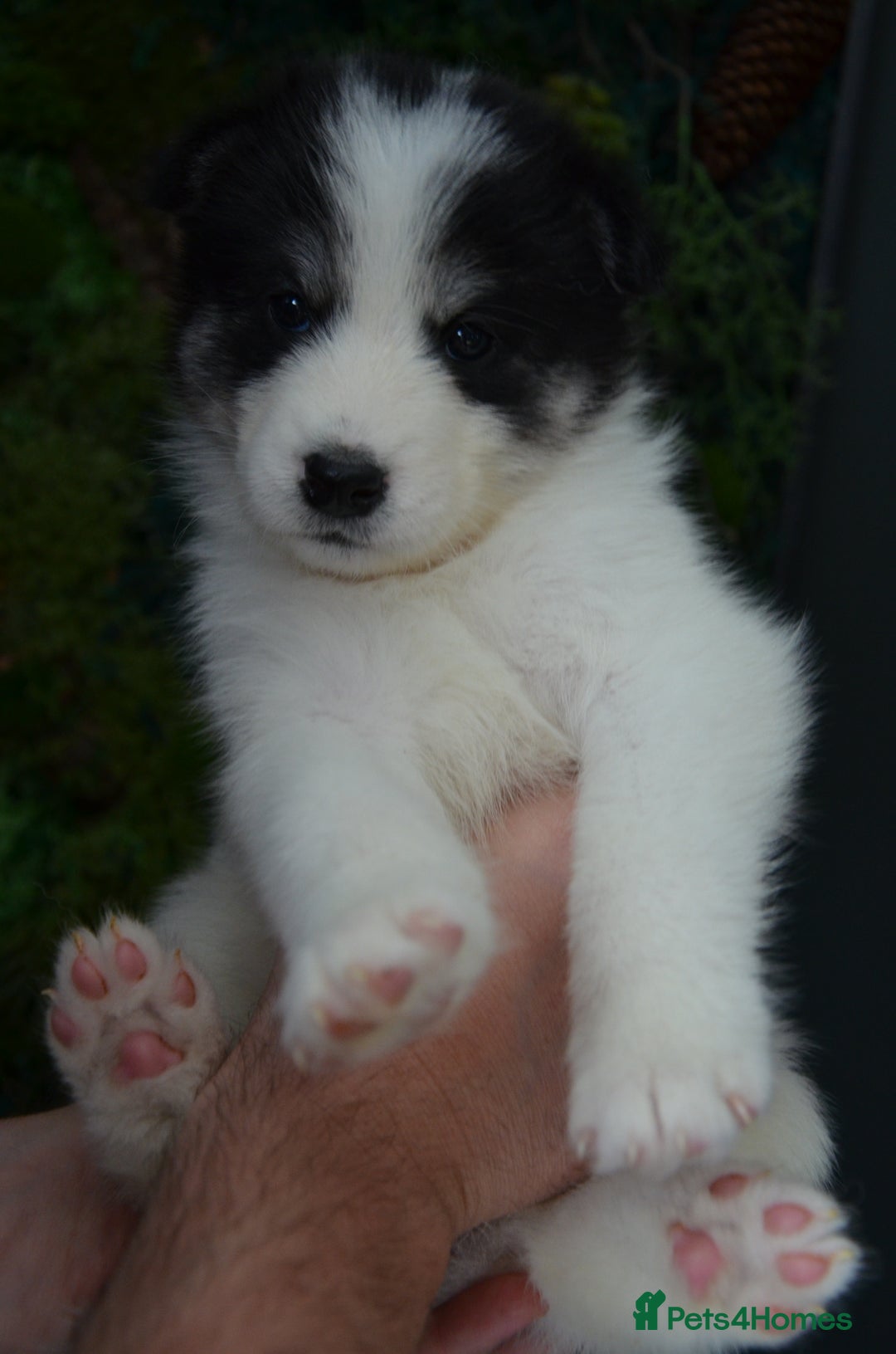 Mixed Breed dogs for sale: Siberian Husky cross Samoyed / Samusky - Image 10