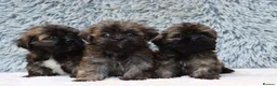 Lhasa Apso dogs for sale: 5 beautiful lahsa apso male pups for sale  - Advert 4