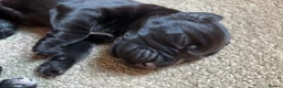 Cocker Spaniel dogs for sale: Cocker Spaniel Pups in Liverpool - Advert 3