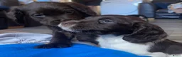 Sprocker dogs for sale: 🐶💕Beautiful Sprocker puppies for sale! 💕🐶 - Advert 15