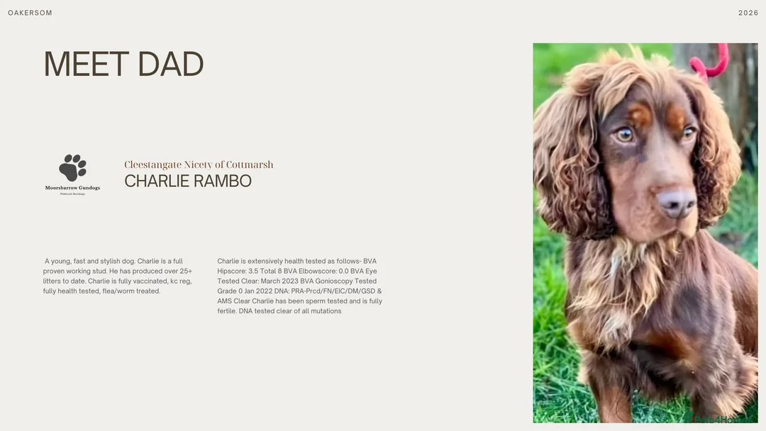 Cocker Spaniel dogs for sale: Quality KC Working Cocker Spaniel Puppies - Advert 4