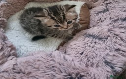 Mixed Breed cats for sale: Half british shorthair kittens - Image 13