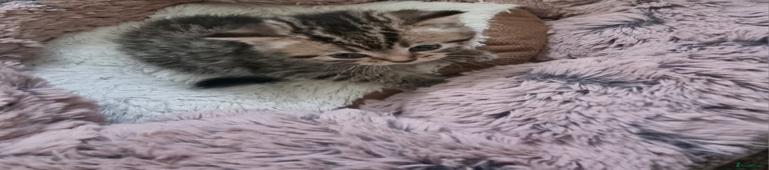 Mixed Breed Kitten 4