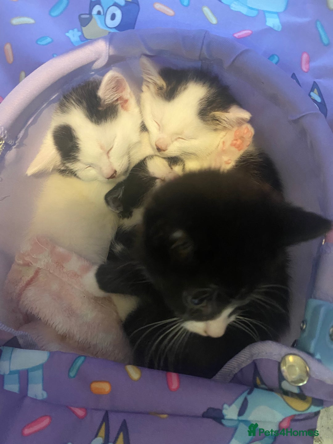 Mixed Breed cats for sale: Kittens for sale black and white mixed cuties - Advert 5
