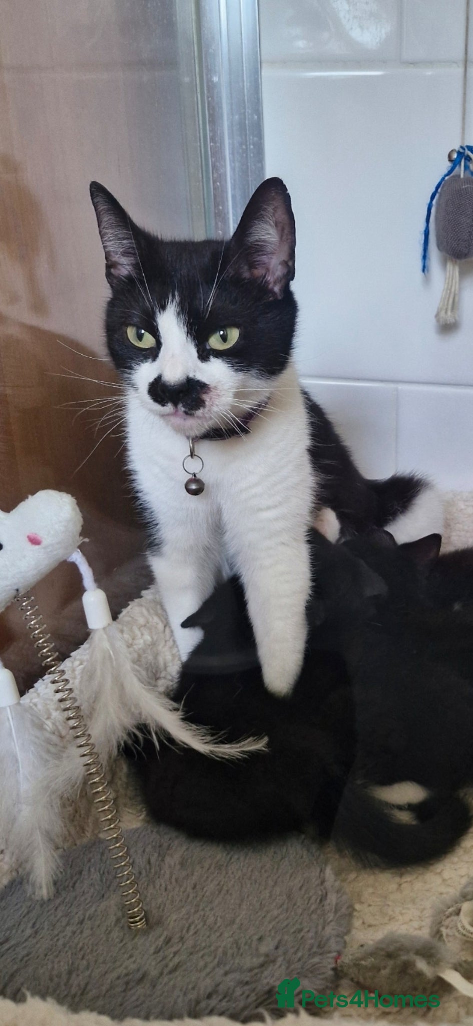Mixed Breed cats black and white kitten - Advert 12