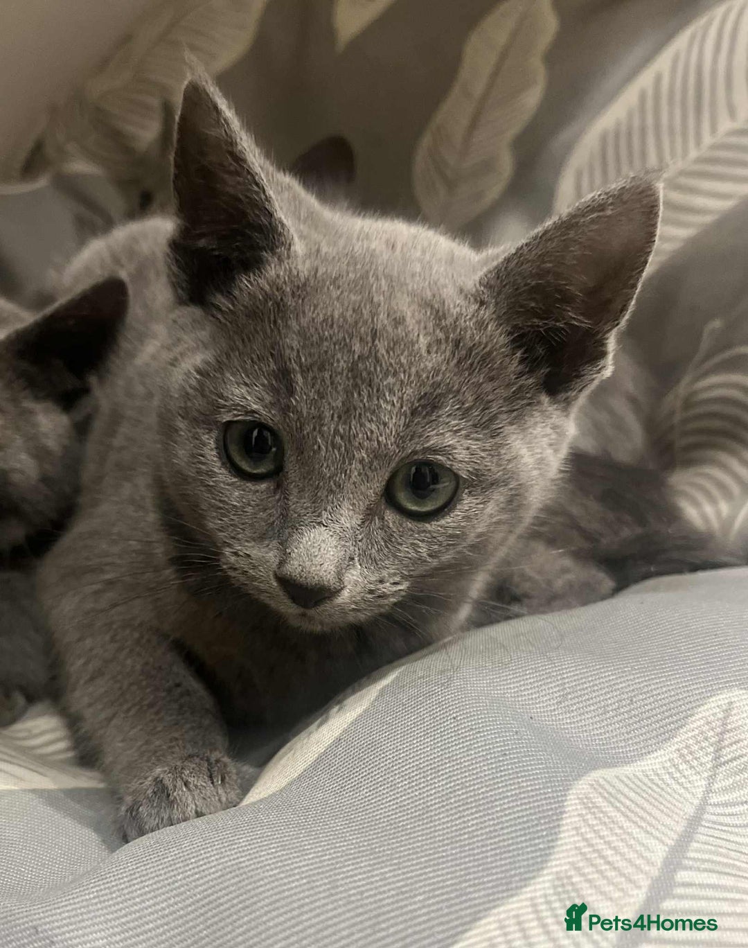 Russian Blue cats for sale: Stunning GCCF Russian Blue Kittens  - Advert 4