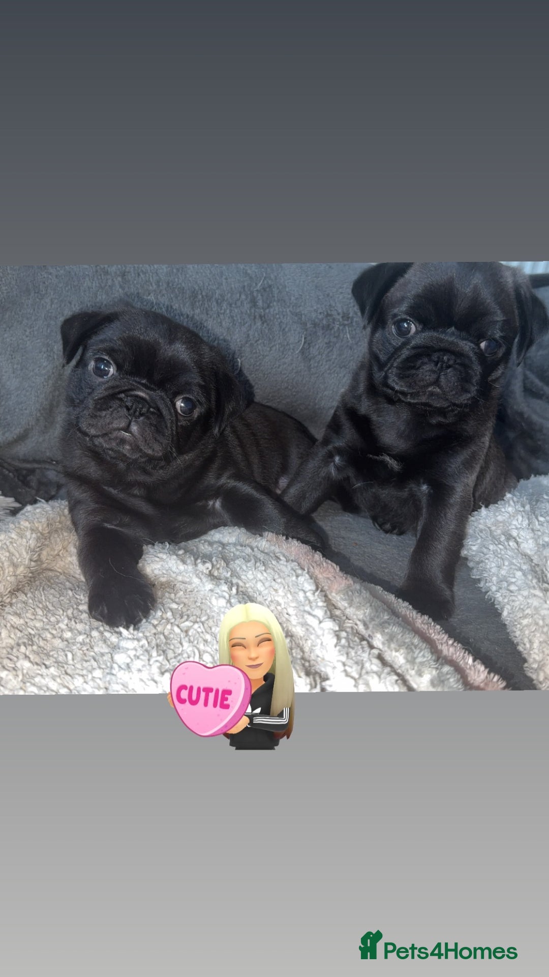 Pug dogs for sale: Two adorable pug  - Image 1