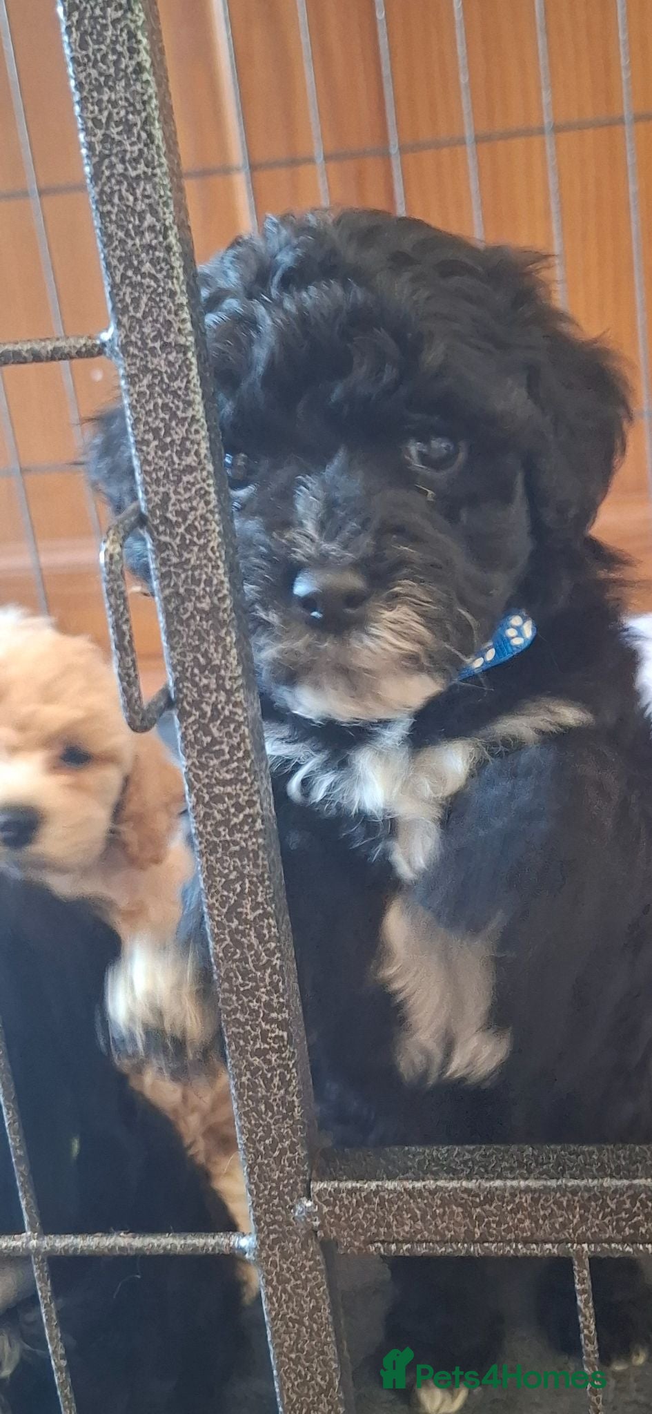 Lhasapoo dogs Gorgeous Lhachon/Poodle - Advert 2
