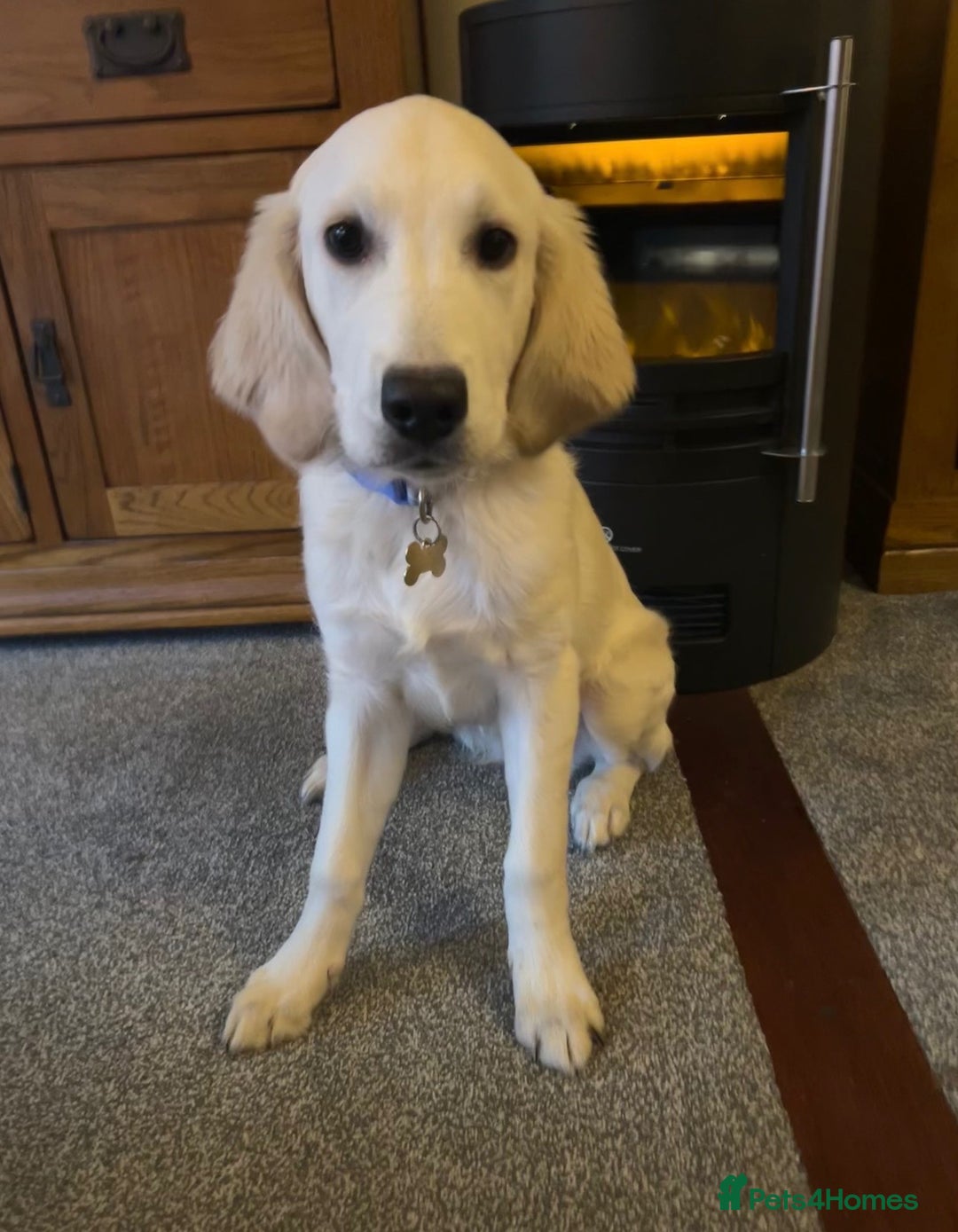 Golden Retriever dogs for sale: STUNNING CHAMPAGNE KC GIRL - Advert 3