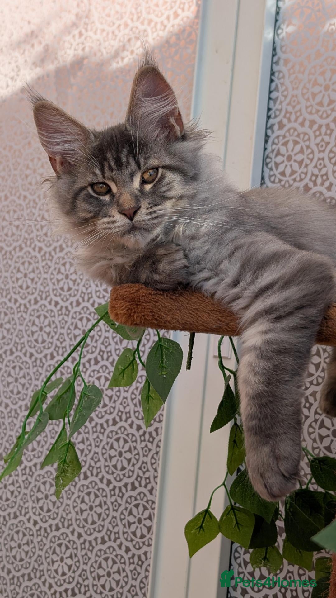 Maine Coon cats Stunning Maine coon kittens - Advert 2