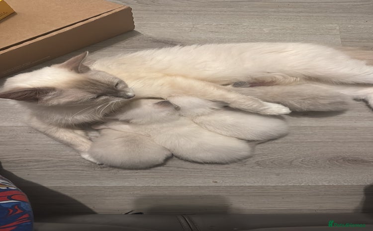 Ragdoll cats - Advert 12