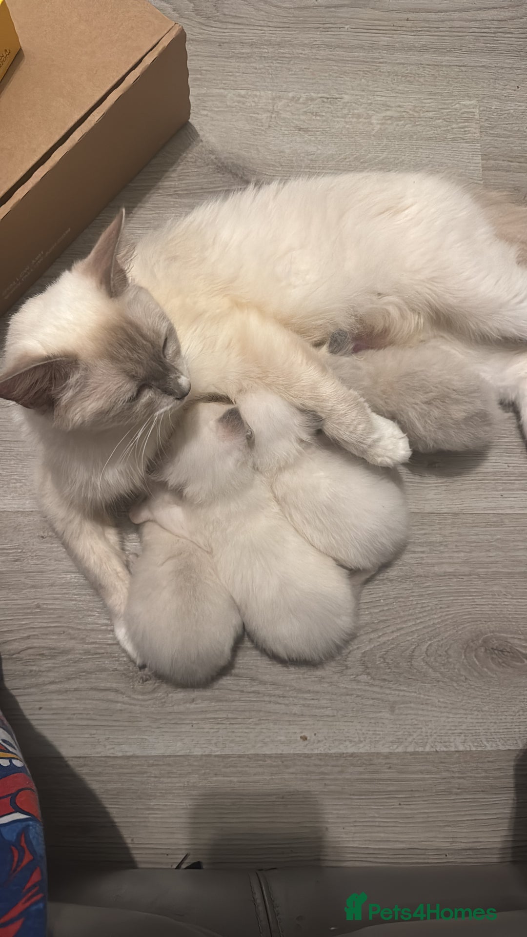 Ragdoll cats for sale: Beautiful Ragdoll (pure bred ) kittens  - Image 1