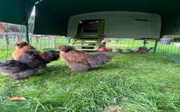 Chickens poultry for sale: Two beautiful silky males - Image 1