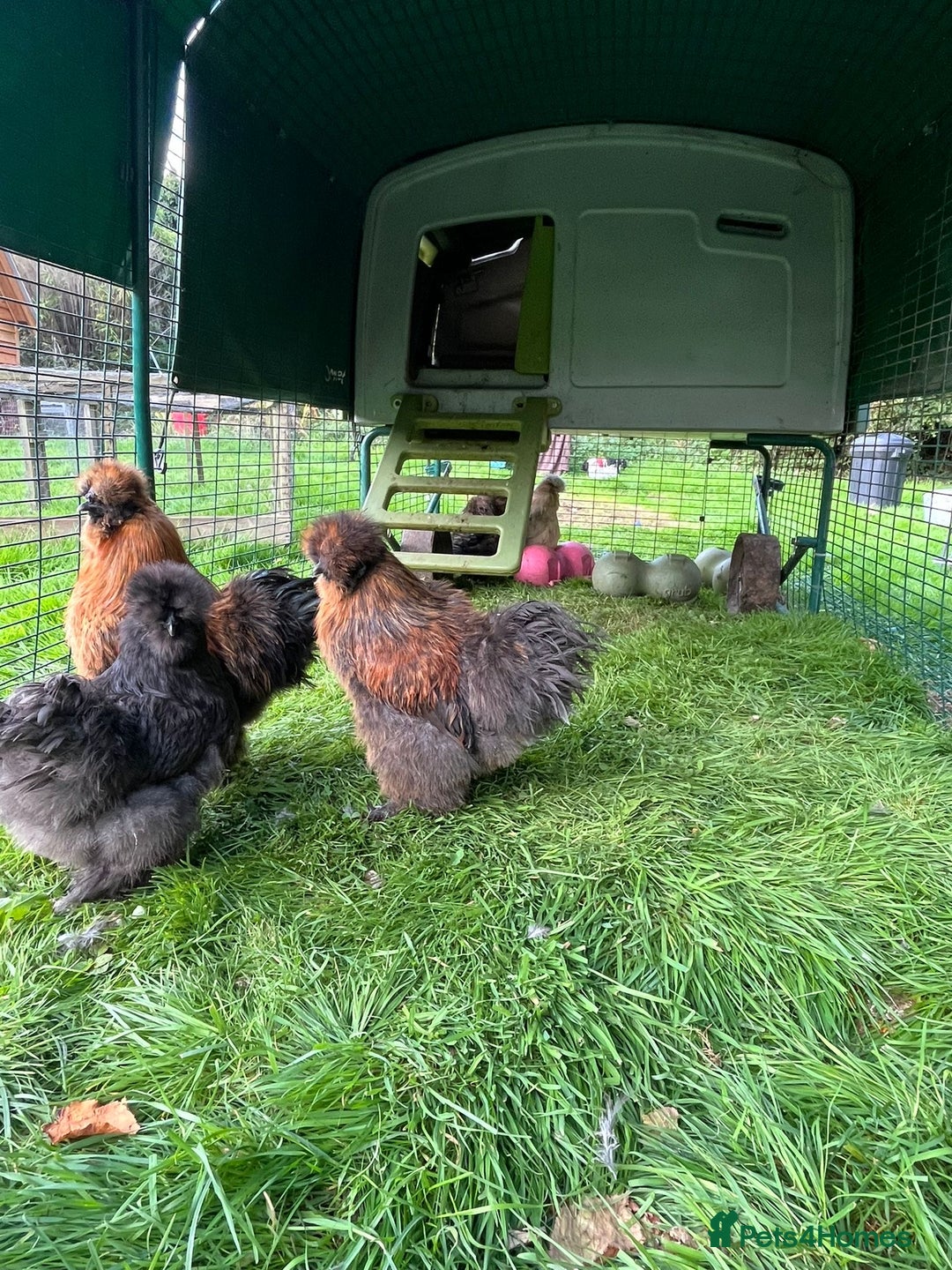 Chickens poultry for sale: Two beautiful silky males - Image 1