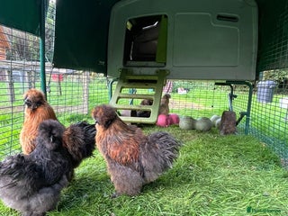 Chickens poultry - Advert 30