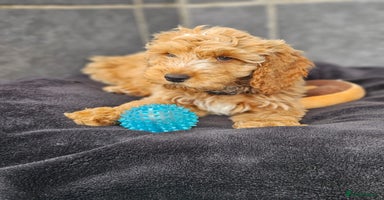 Cockapoo dogs in Droitwich - Advert 11