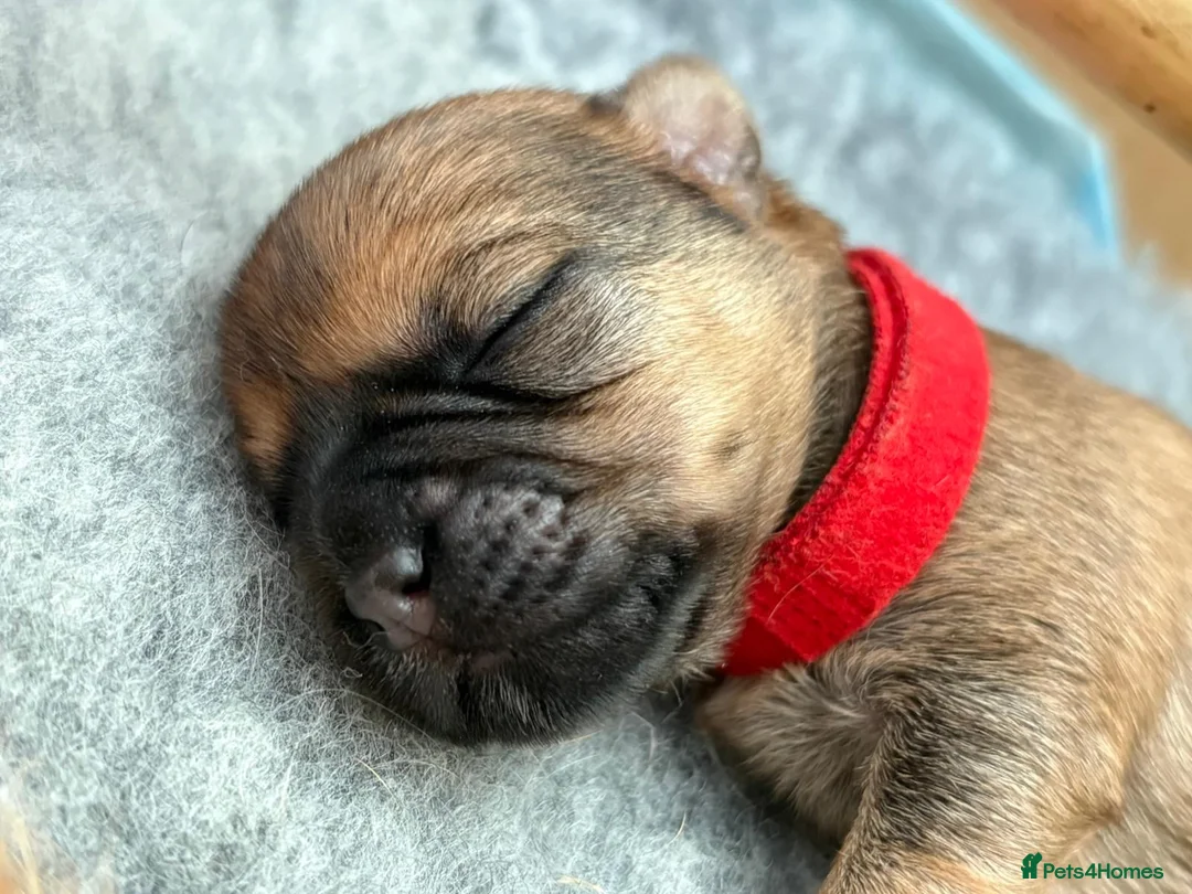 Mixed Breed dogs for sale: 🌟 Stunning Border Terrier x Shih Tzu Puppies in Hatfield - Advert 2