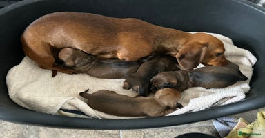 Miniature Dachshund dogs Happy healthy puppies  - Advert 14