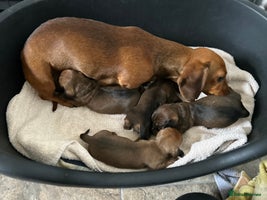 Miniature Dachshund dogs Happy healthy puppies - Advert 12