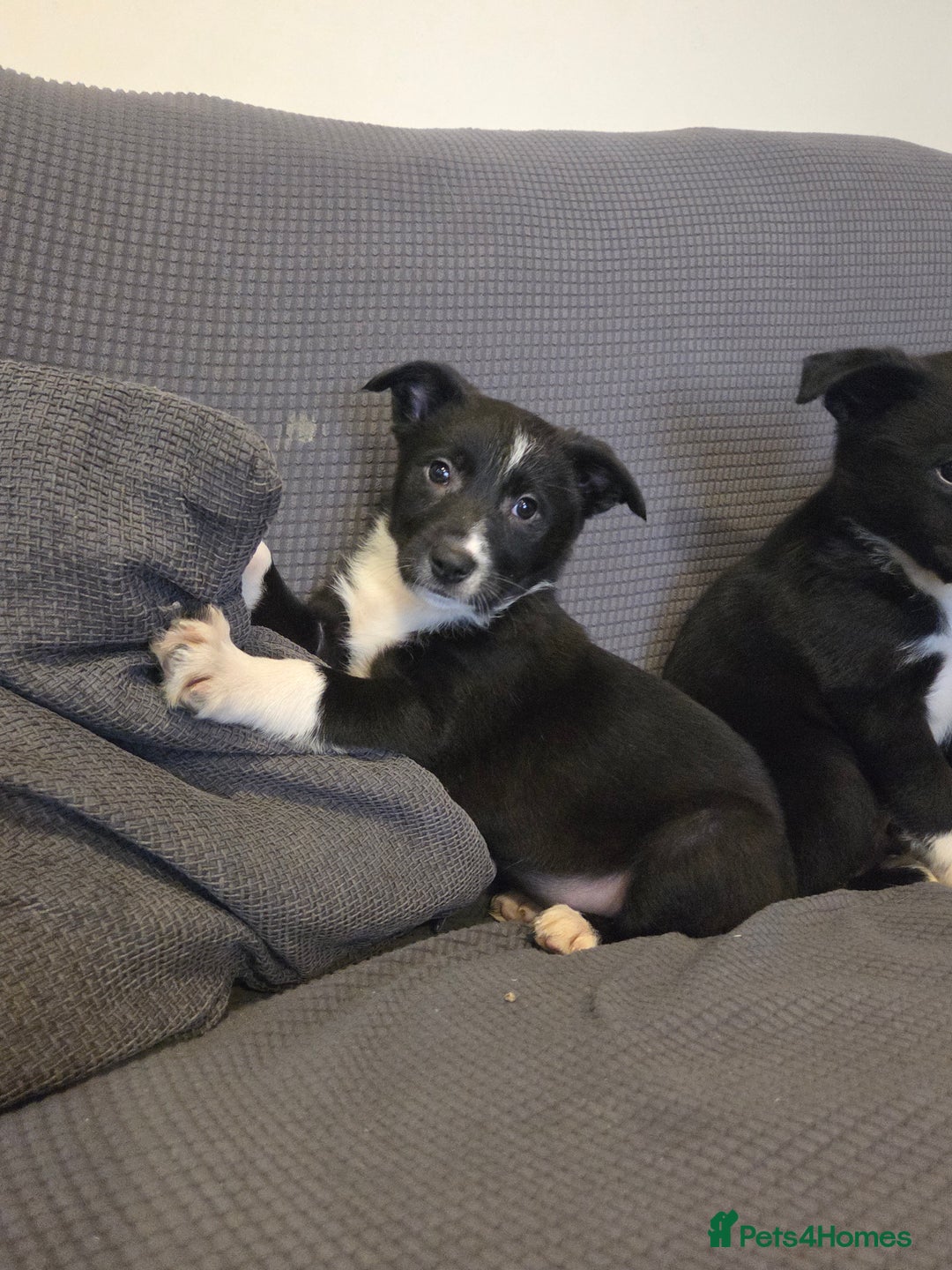 Australian Kelpie dogs for sale: Kelpie x pups - Advert 7