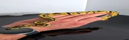 Python Snake reptiles for sale: Regius pythons/ ball pythos - Advert 3