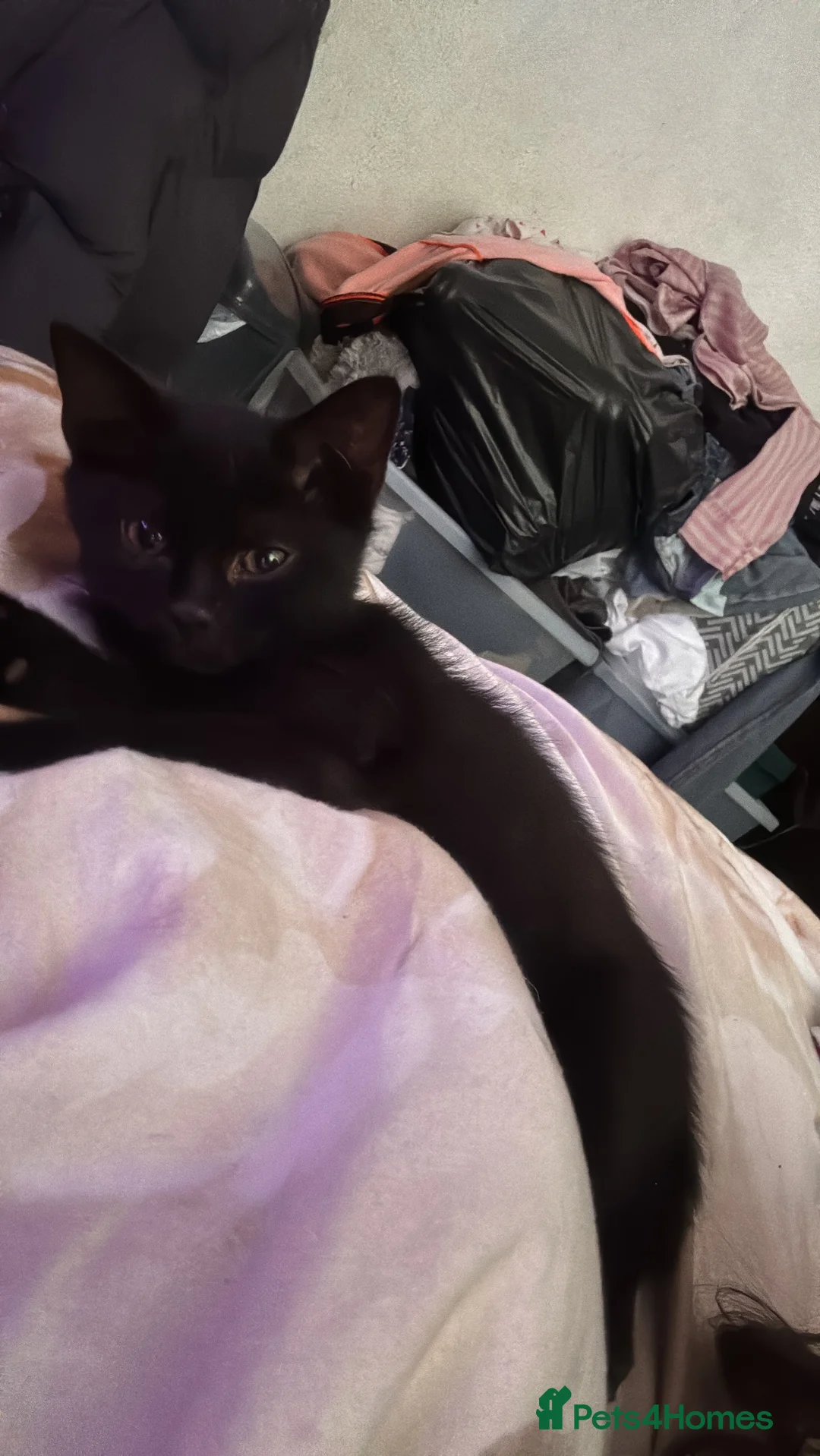 Mixed Breed cats for sale: Make kitten ready for sale - Advert 2