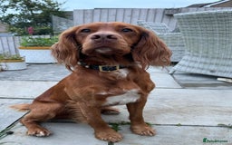 Cocker Spaniel dogs for stud: Proven Red Working Cocker Spaniel FOR STUD in Torrington - Image 6