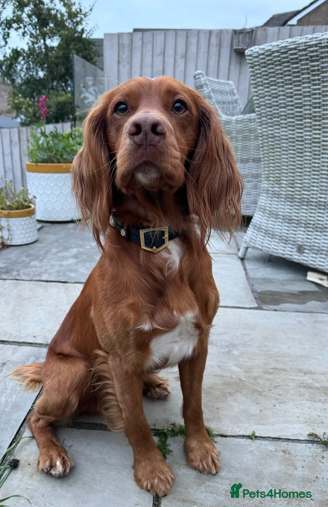 Cocker Spaniel dogs for stud: Proven Red Working Cocker Spaniel FOR STUD in Torrington - Image 6