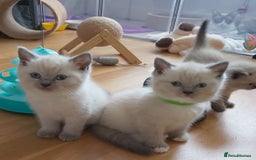 Ragdoll cats for sale: 4 stunning ragdoll kittens left - Image 7