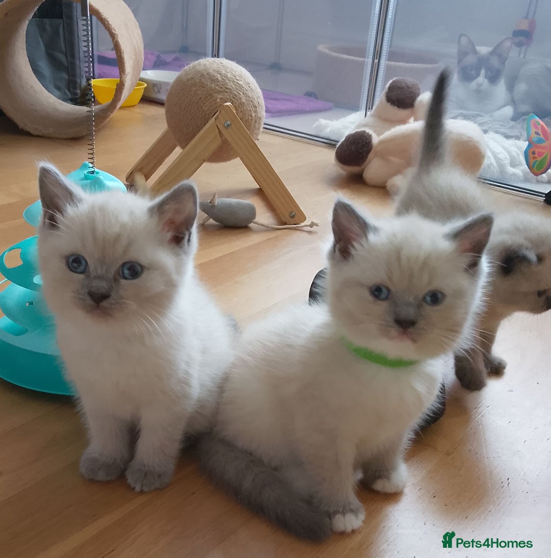 Ragdoll cats for sale: 4 stunning ragdoll kittens left - Image 7