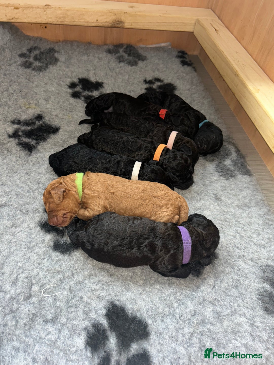 Cockapoo dogs for sale: F1b Cockapoo  - Image 1