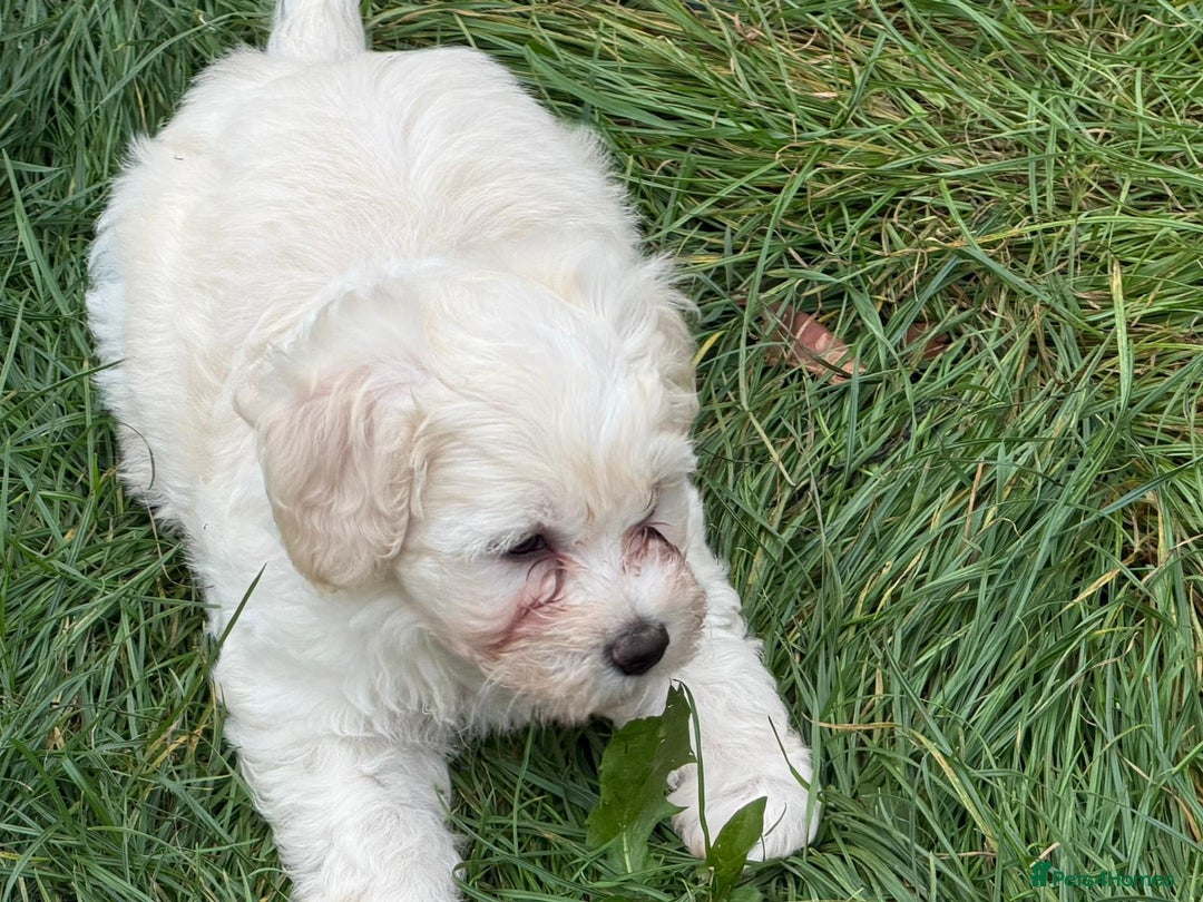 Bichon Frise dogs for sale: Dogs  - Image 6