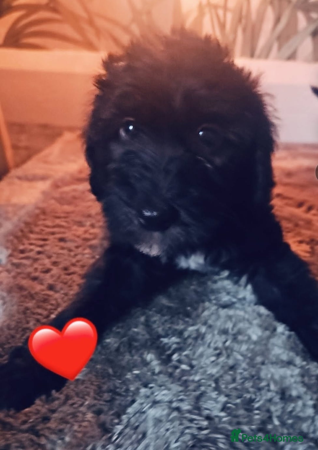 Bedlington Terrier dogs for sale: Bedlington whippet  - Advert 2