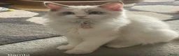 Ragdoll cats for sale: 🐾 Beautiful Ragdoll Girls rare colours 🐾 - Advert 2